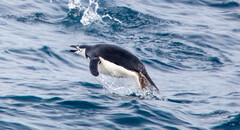 Pygoscelis antarcticus