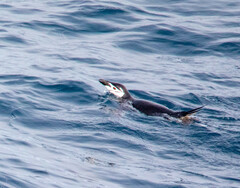 Pygoscelis antarcticus