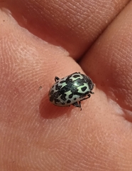 Zygogramma signatipennis