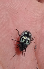 Zygogramma signatipennis