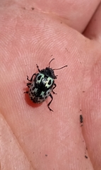 Zygogramma signatipennis