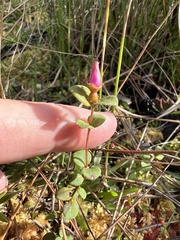 Rhexia nuttallii
