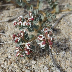 Euphorbia leucophylla