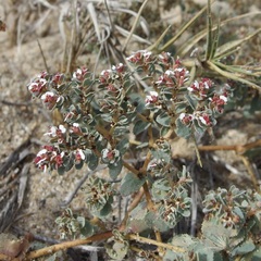 Euphorbia leucophylla