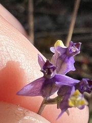 Burmannia biflora
