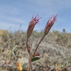 Palafoxia linearis