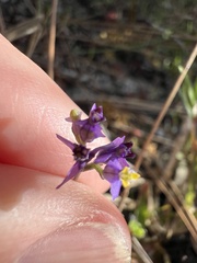 Burmannia biflora