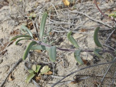 Palafoxia linearis