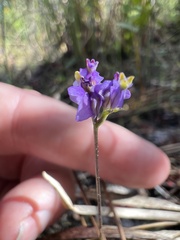 Burmannia biflora