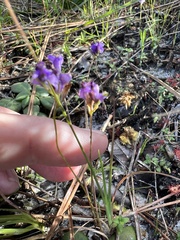 Burmannia biflora