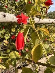 Hibiscus rosa-sinensis