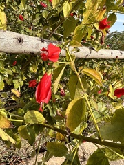 Hibiscus rosa-sinensis