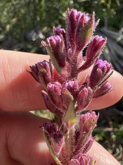 Carphephorus paniculatus