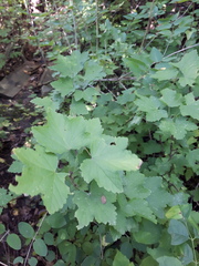 Ribes rubrum