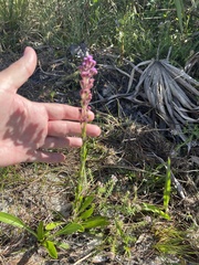 Carphephorus paniculatus