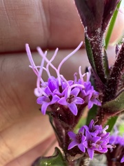 Carphephorus paniculatus