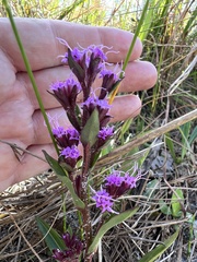 Carphephorus paniculatus