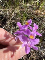 Calopogon barbatus