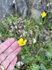 Ranunculus californicus