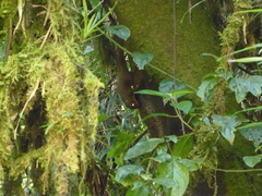 Microsciurus alfari