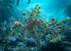 Phycodurus eques