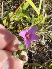 Rhexia nuttallii
