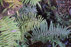 Blechnum chilense