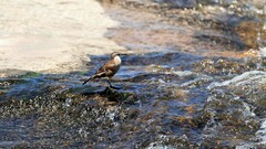 Cinclodes atacamensis