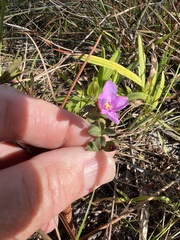 Rhexia nuttallii