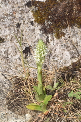 Brachystele unilateralis