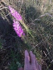 Liatris punctata mucronata
