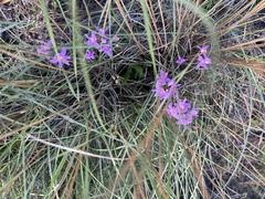 Calopogon barbatus