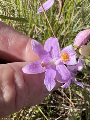 Calopogon barbatus