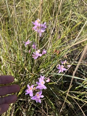 Calopogon barbatus