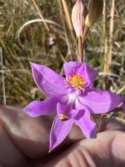 Calopogon barbatus