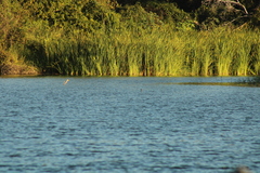 Podilymbus podiceps