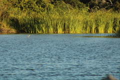 Podilymbus podiceps