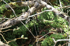 Peperomia rotundifolia