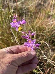 Calopogon barbatus