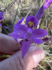 Calopogon barbatus
