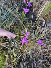 Calopogon barbatus