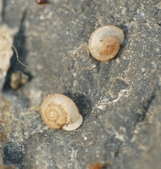 Vallonia costata