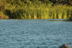 Podilymbus podiceps