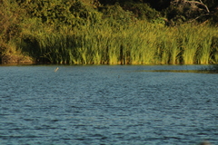 Podilymbus podiceps