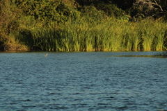 Podilymbus podiceps