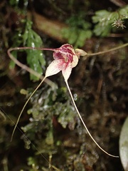 Masdevallia nidifica