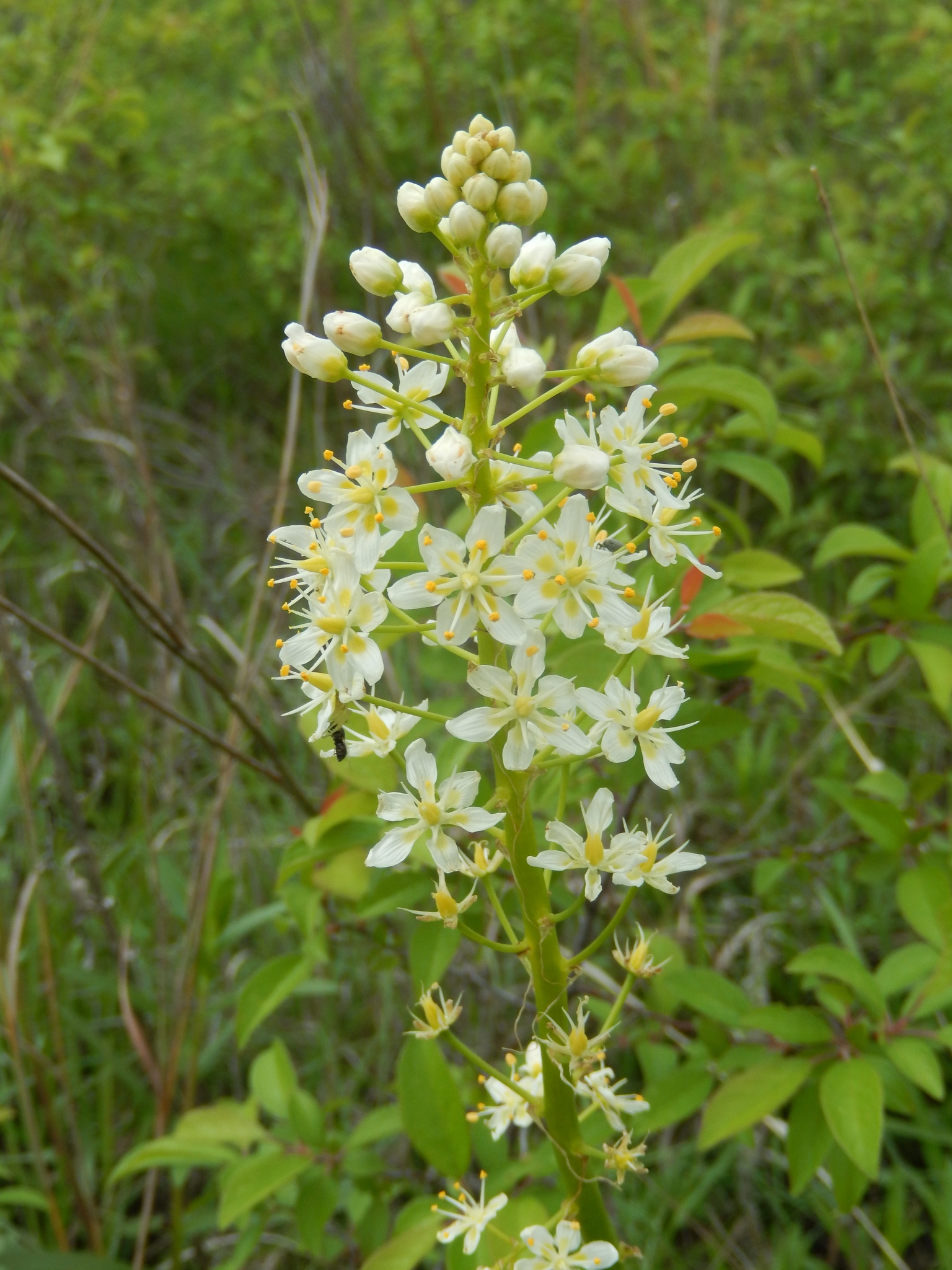 Toxicoscordion nuttallii
