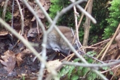 Clethrionomys glareolus