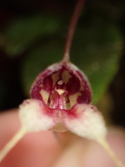 Masdevallia nidifica