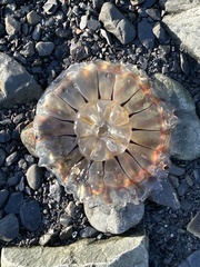 Chrysaora melanaster